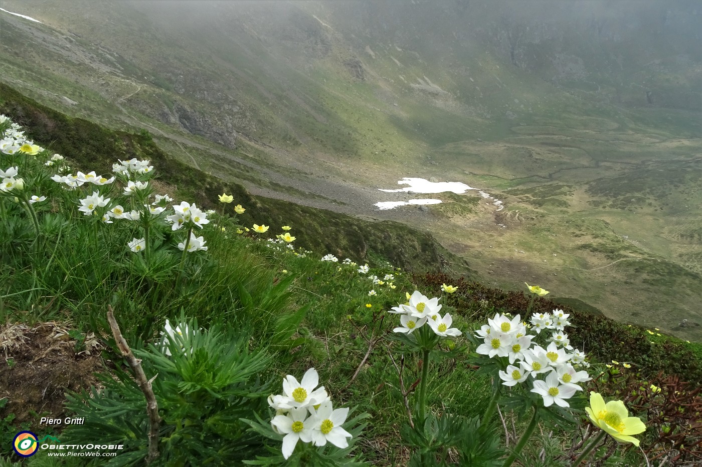 28 Anemone narcissino (anemone narcissiflora).JPG